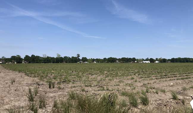 Spring-planting-underway-in-West-Baton-Rouge-